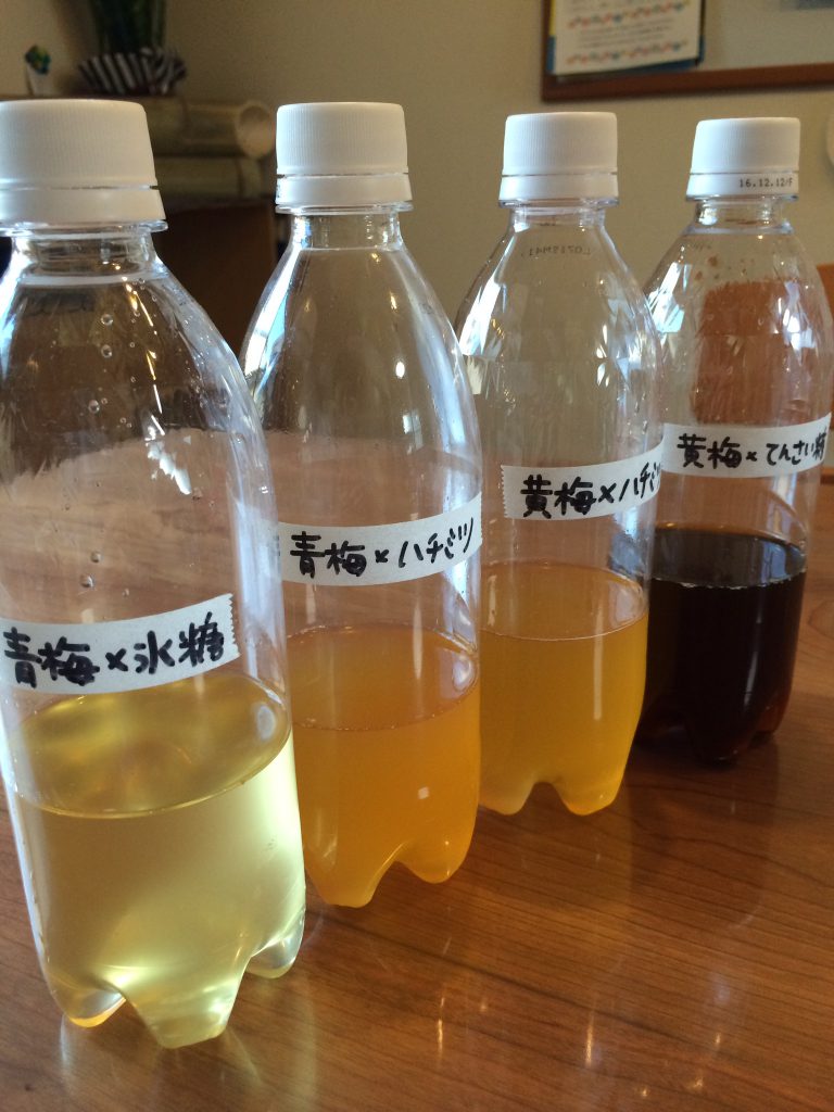 梅シロップに使う砂糖の比較。砂糖の種類によって出来上がりのシロップの色が変わる実験写真。